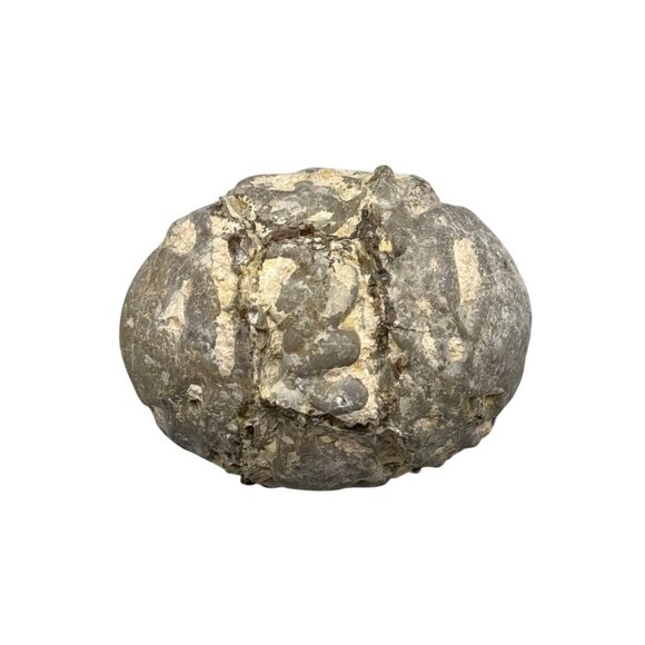 Fossilized Geode Egg-Like Rock With Intricate Patterns & Natural Textures READ - Picture 1 of 6